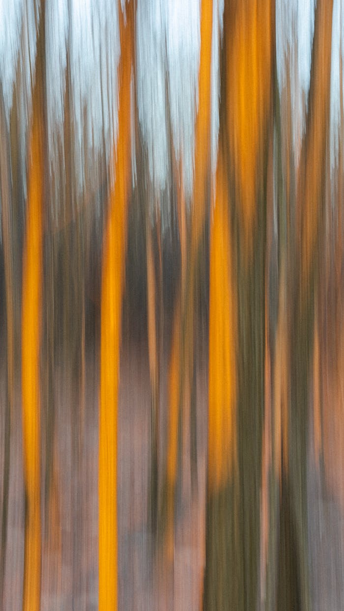 Vertical motion blur of forest trees creating an abstract sunset effect.