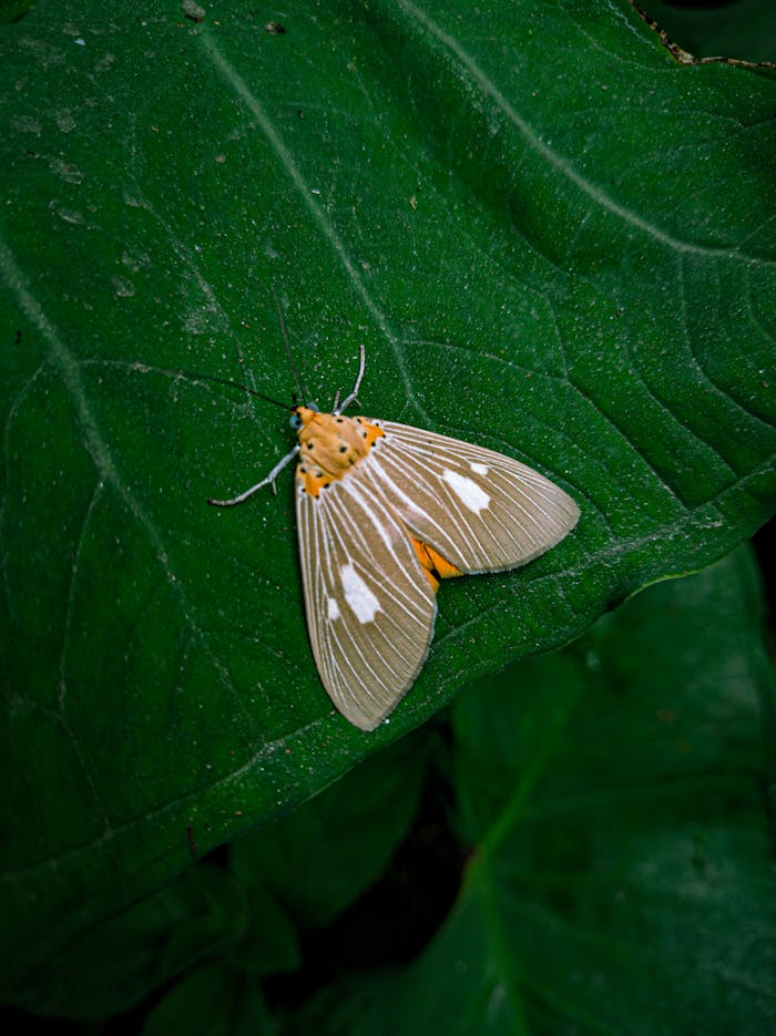 Capture of a cream-colored moth perched on a vibrant green leaf showcasing nature's elegance and detail.