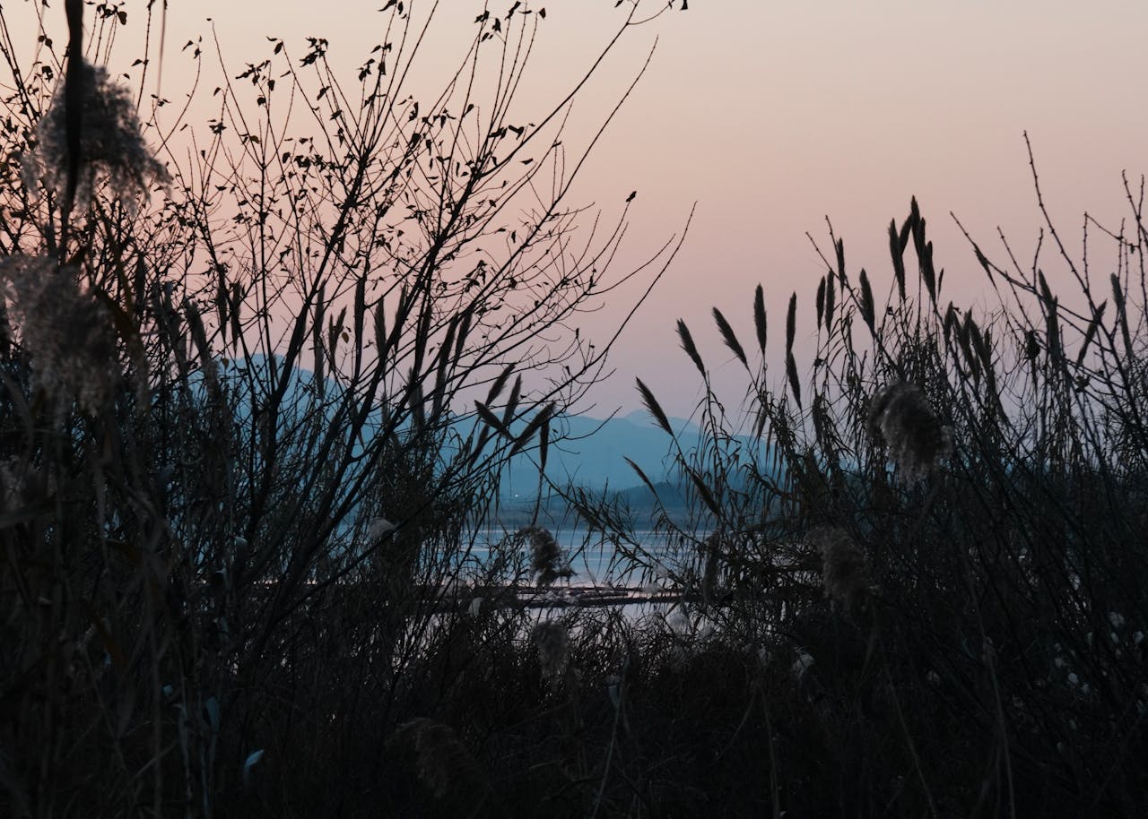 A tranquil view of reeds and mountains silhouetted against a soft pastel sunset by the lake.